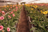 🌻 La Ruta de las Flores en Santander – Experiencia Floral Bukaflor