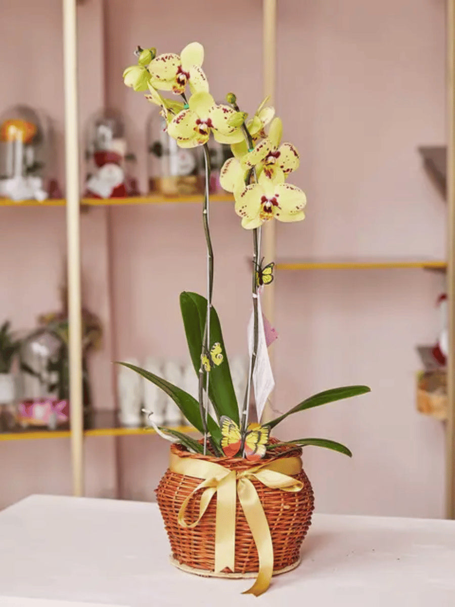 CANASTA DE ORQUIDEA
