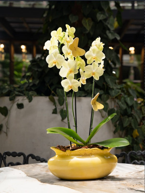 ORCHID PLANT IN BOMBONA