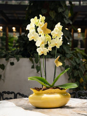 ORCHID PLANT IN BOMBONA