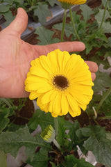 Paquete Gran Espacio 🌻 — Flores de Exportación para Espacios Amplios