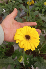 🌻 La Ruta de las Flores en Santander – Experiencia Floral Bukaflor